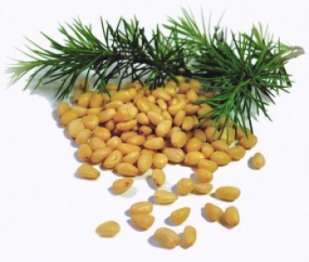 Bio Sibirische Zedernüsse 1 kg, Rohkostqualität